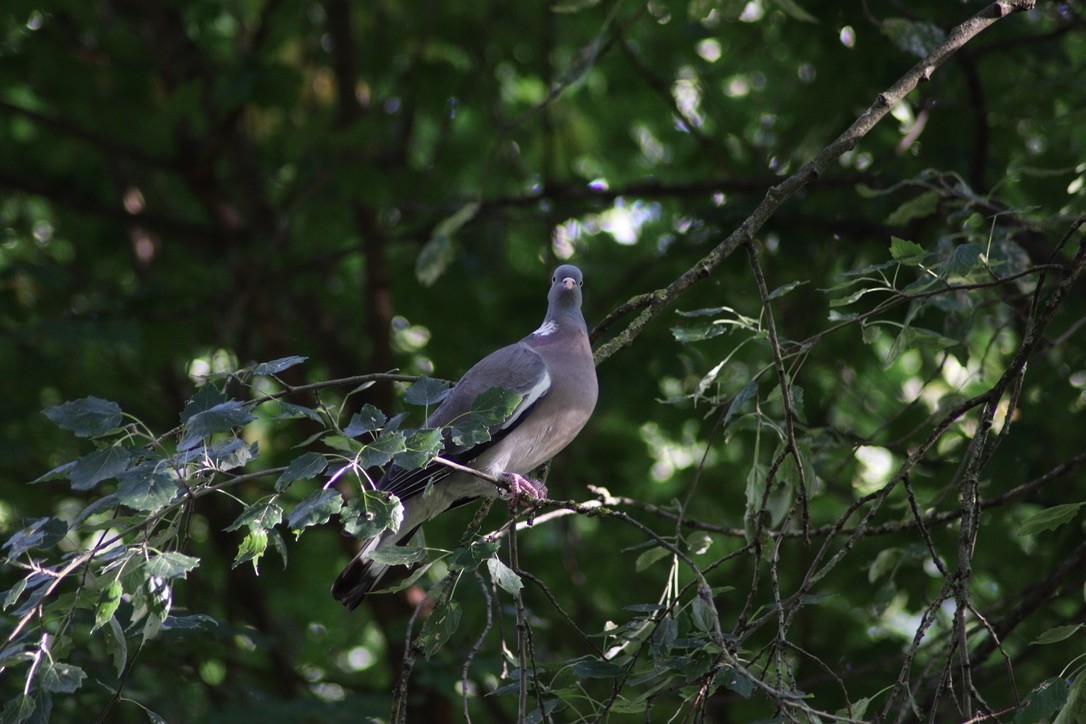 Common Wood-Pigeon - ML616597441