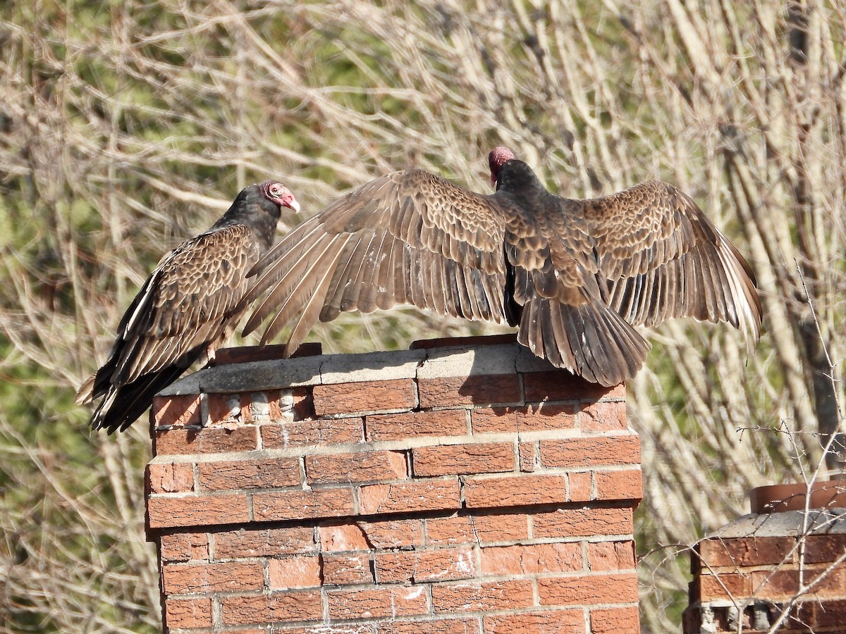 Turkey Vulture - ML616597451