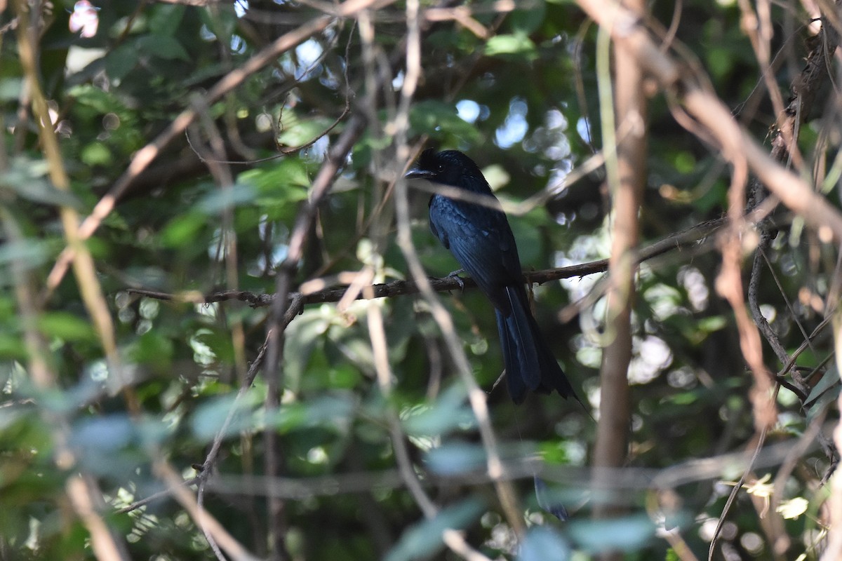 Greater Racket-tailed Drongo - ML616597507