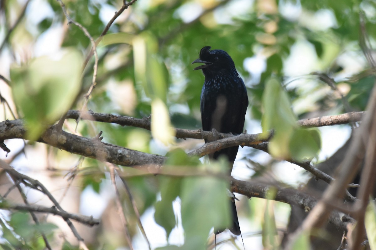 Greater Racket-tailed Drongo - ML616597508