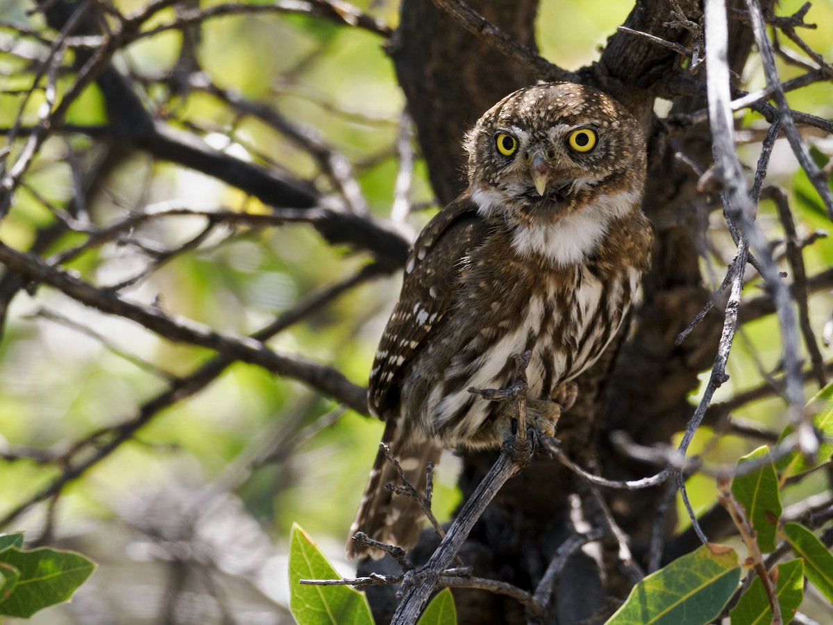 Northern Pygmy-Owl (Mountain) - ML616597527