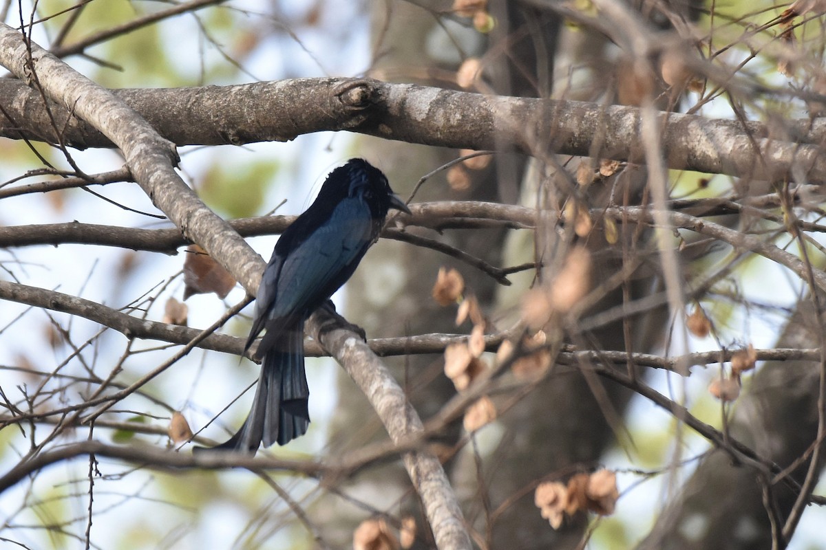 Hair-crested Drongo - ML616597542