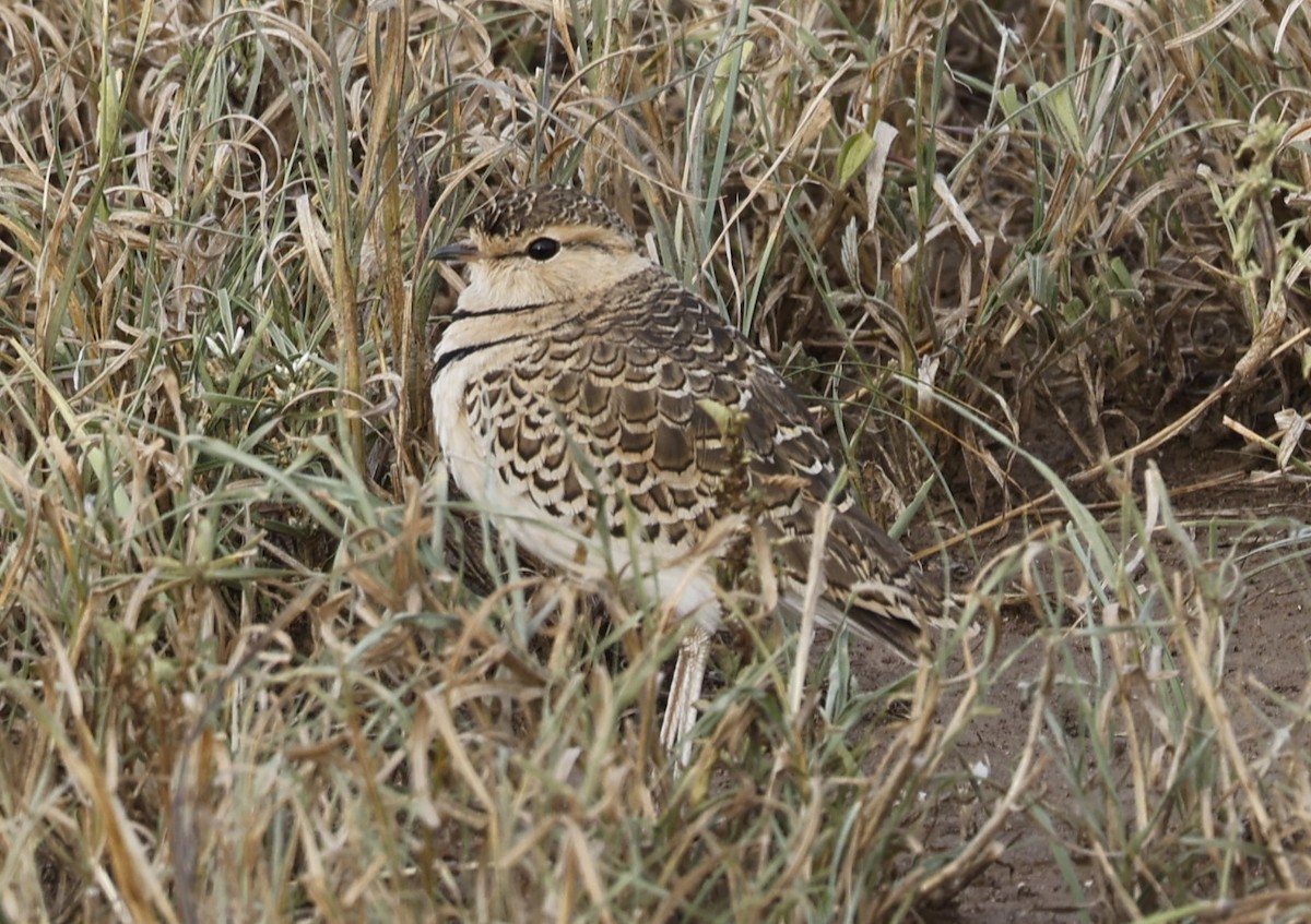 Double-banded Courser - ML616597566