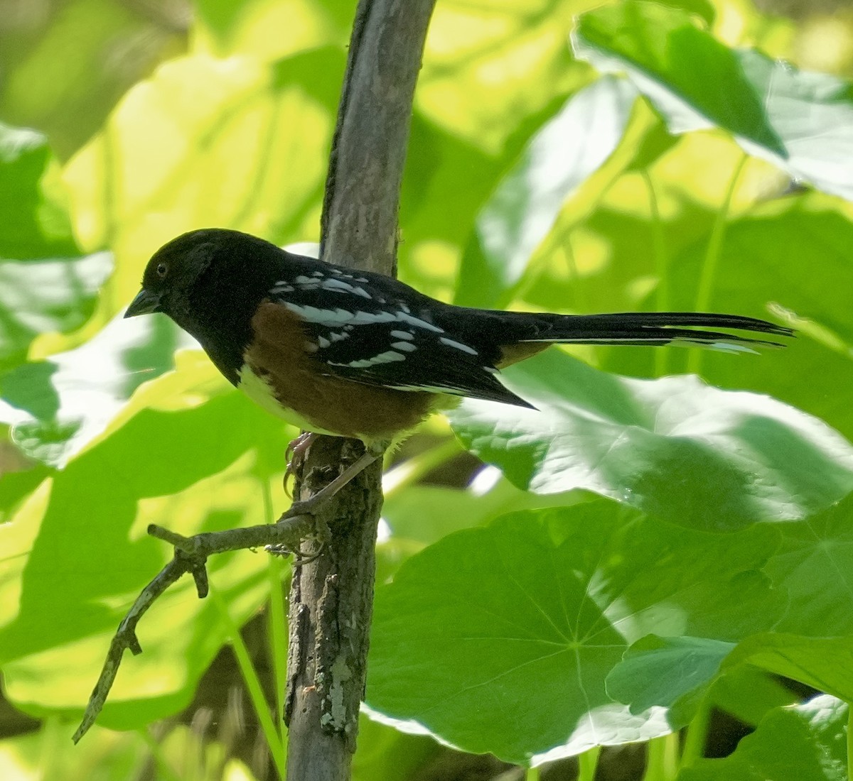 Spotted Towhee - ML616597579