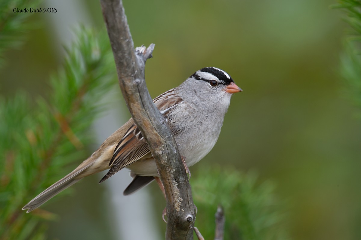 White-crowned Sparrow - Claude Dubé