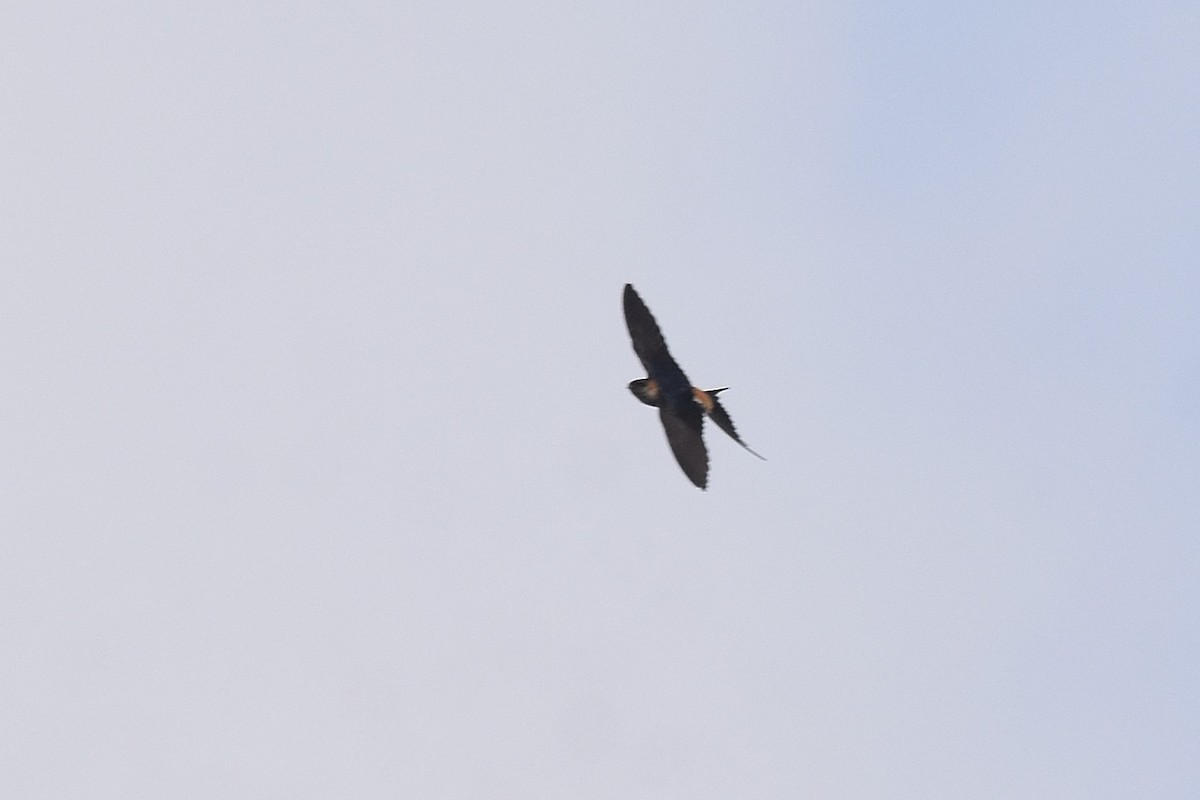 Red-rumped Swallow - ML616597681
