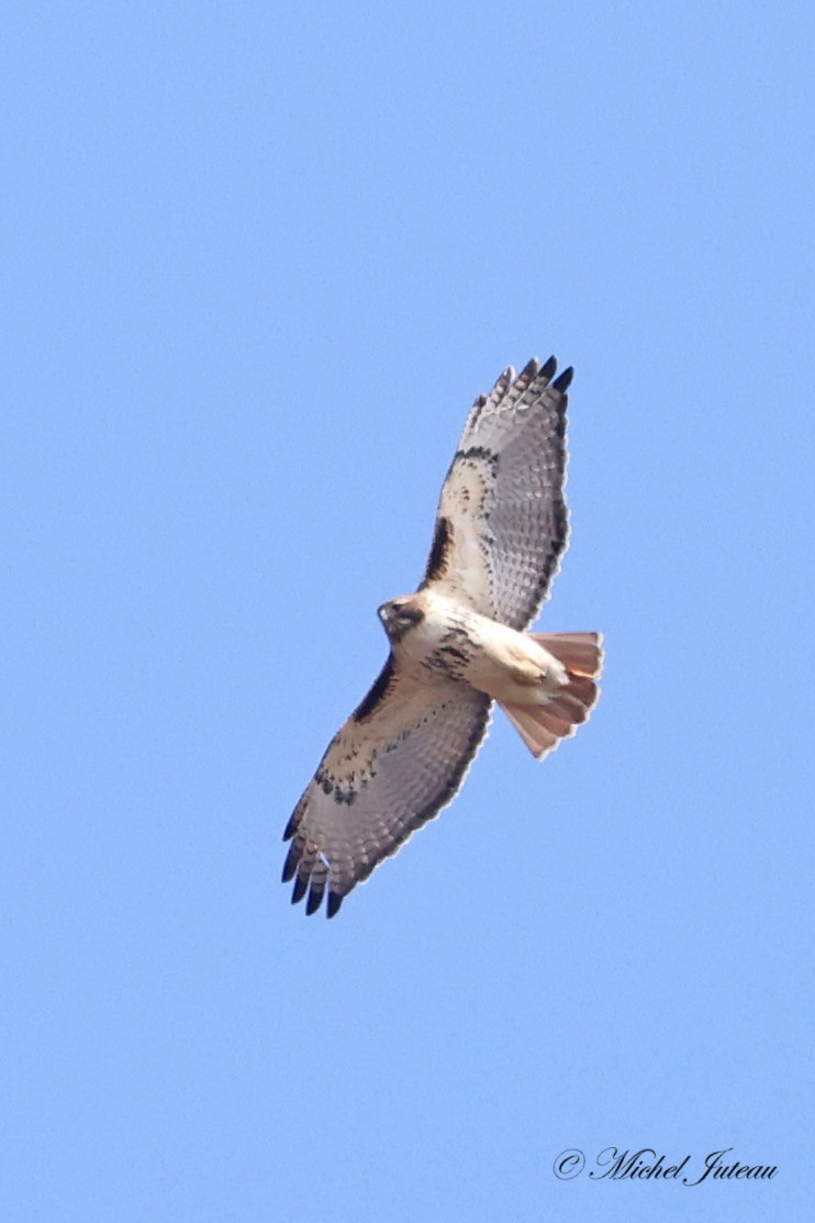 Red-tailed Hawk - Michel Juteau