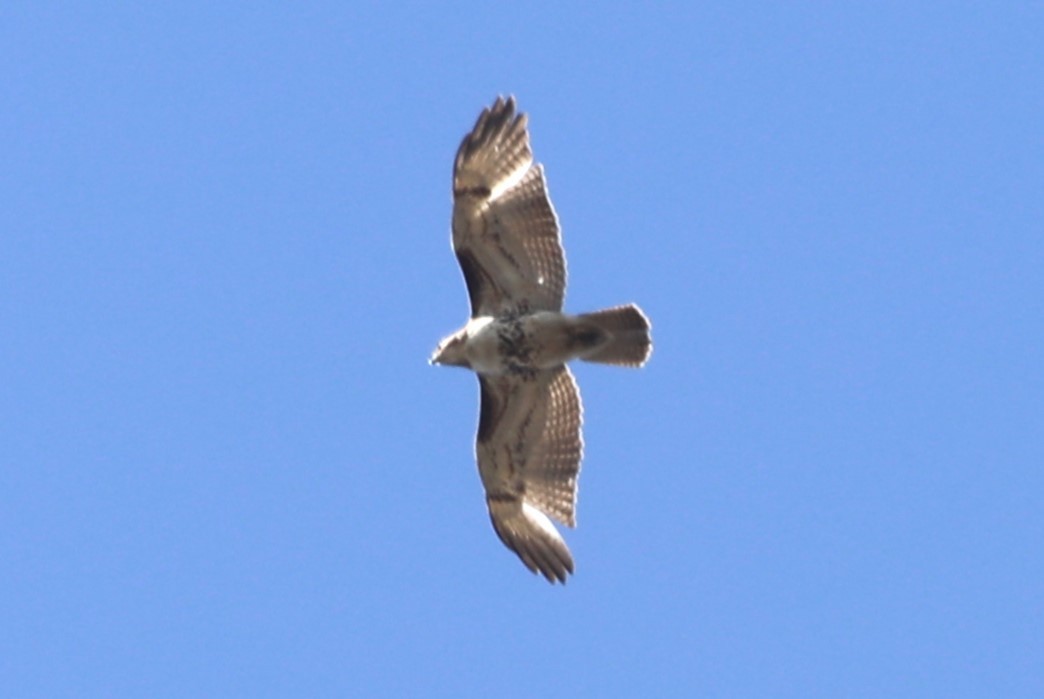 Red-tailed Hawk - ML616597777
