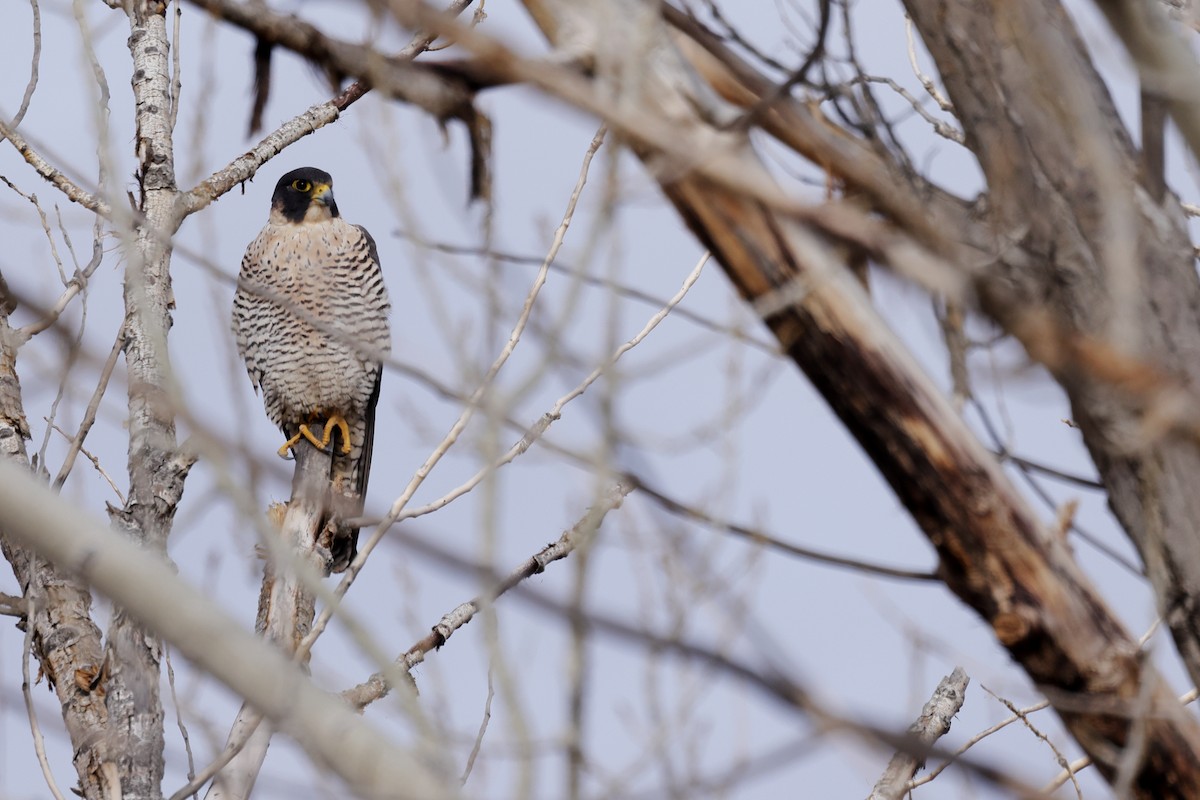 Peregrine Falcon - Tory Mathis