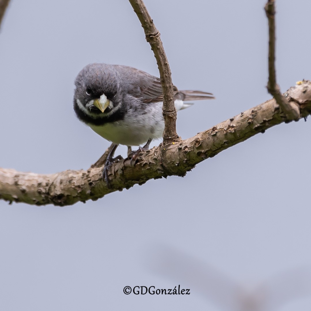 Double-collared Seedeater - ML616597801