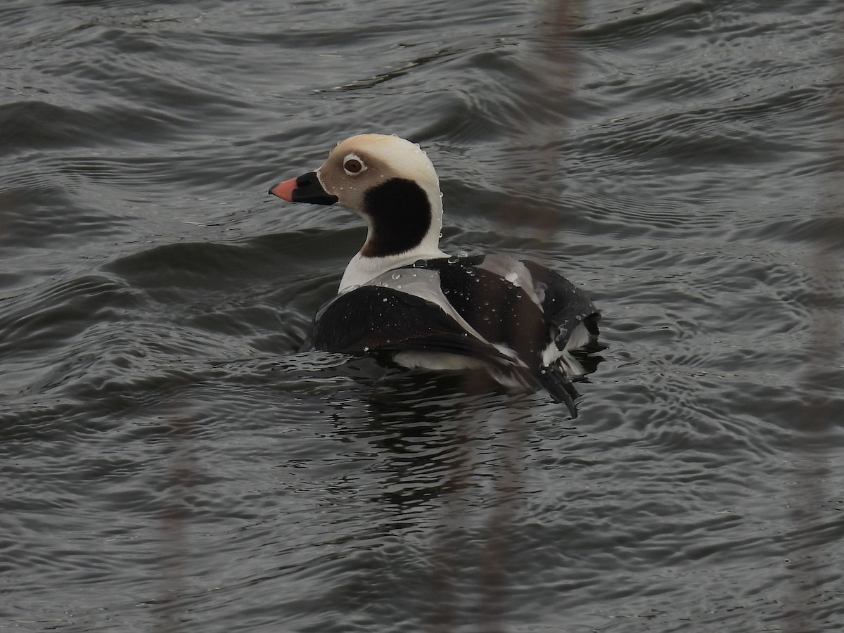 Long-tailed Duck - ML616597861