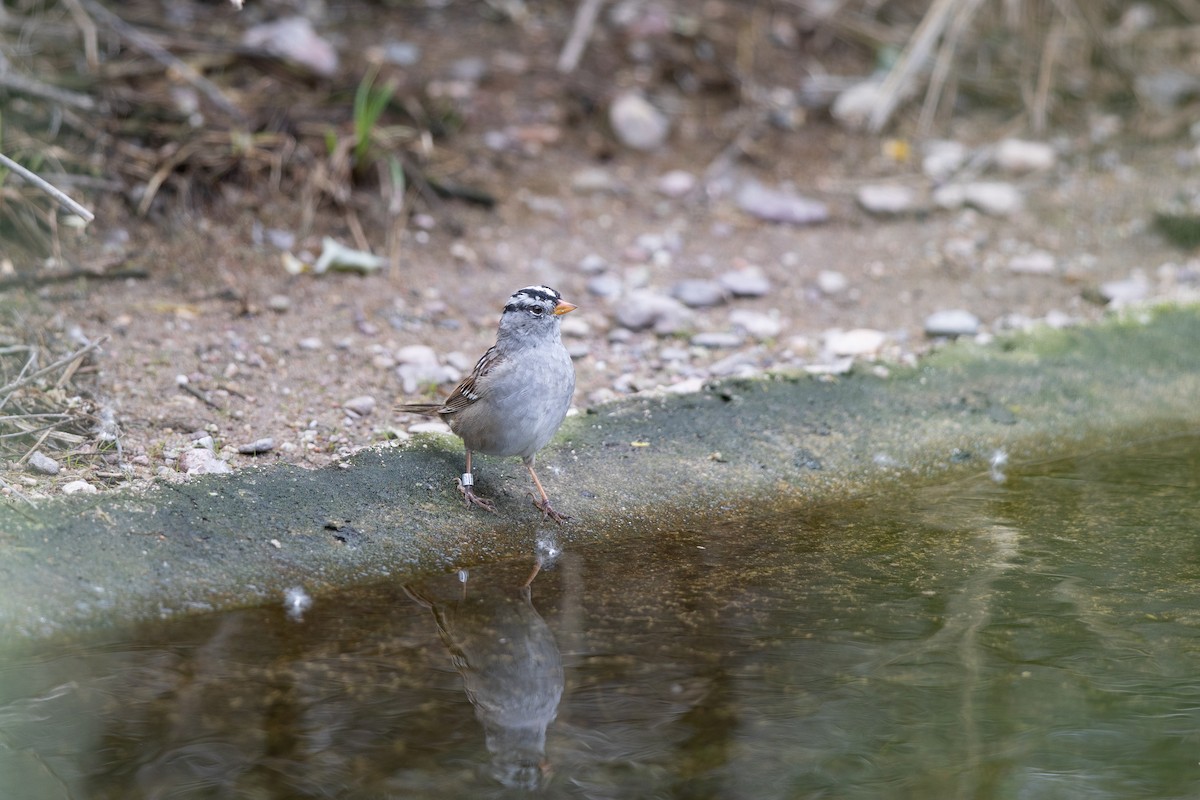 White-crowned Sparrow (Gambel's) - ML616597895