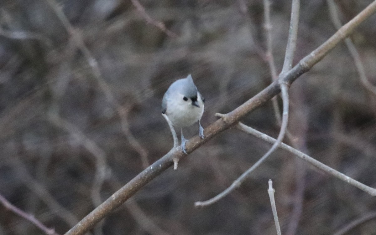 Tufted Titmouse - "Chia" Cory Chiappone ⚡️