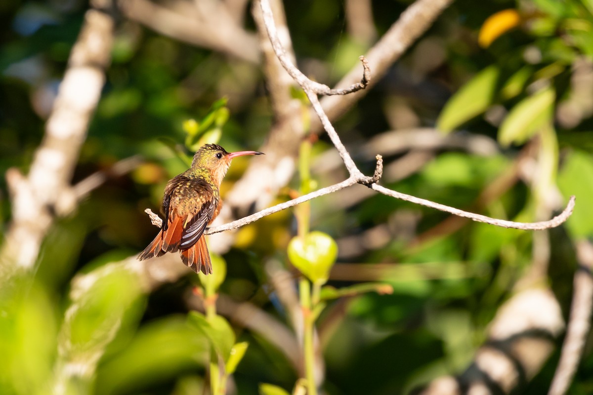 Cinnamon Hummingbird - Aaron Roberge