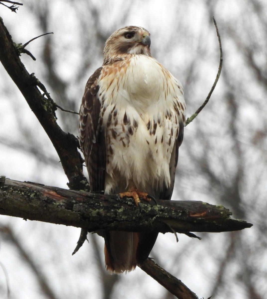 Red-tailed Hawk - ML616597980