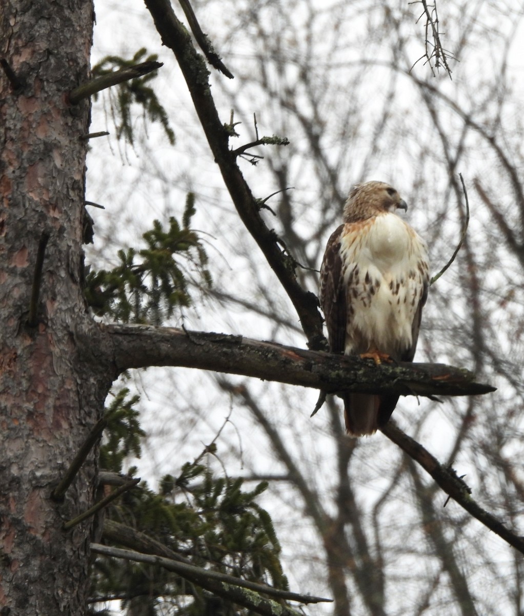 Red-tailed Hawk - ML616597981