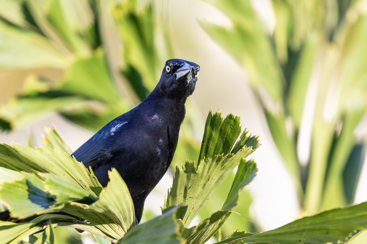 Great-tailed Grackle - Aaron Roberge