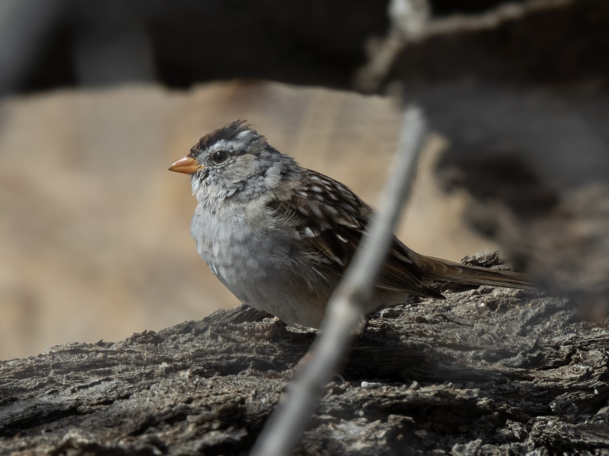 White-crowned Sparrow - ML616598038