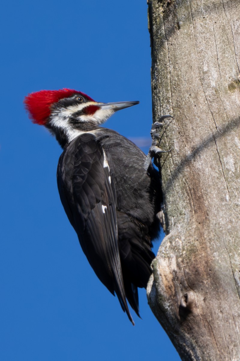 Pileated Woodpecker - Nadine Bluemel