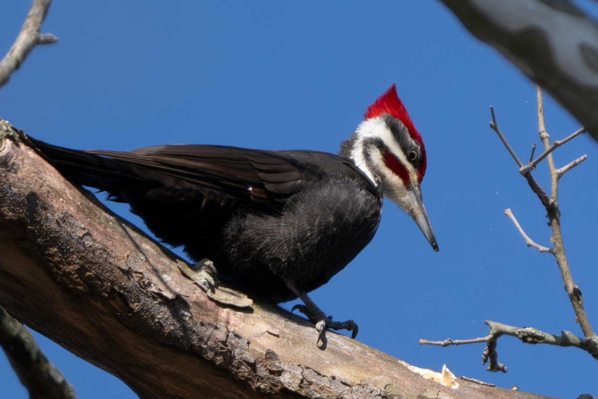 Pileated Woodpecker - ML616598125
