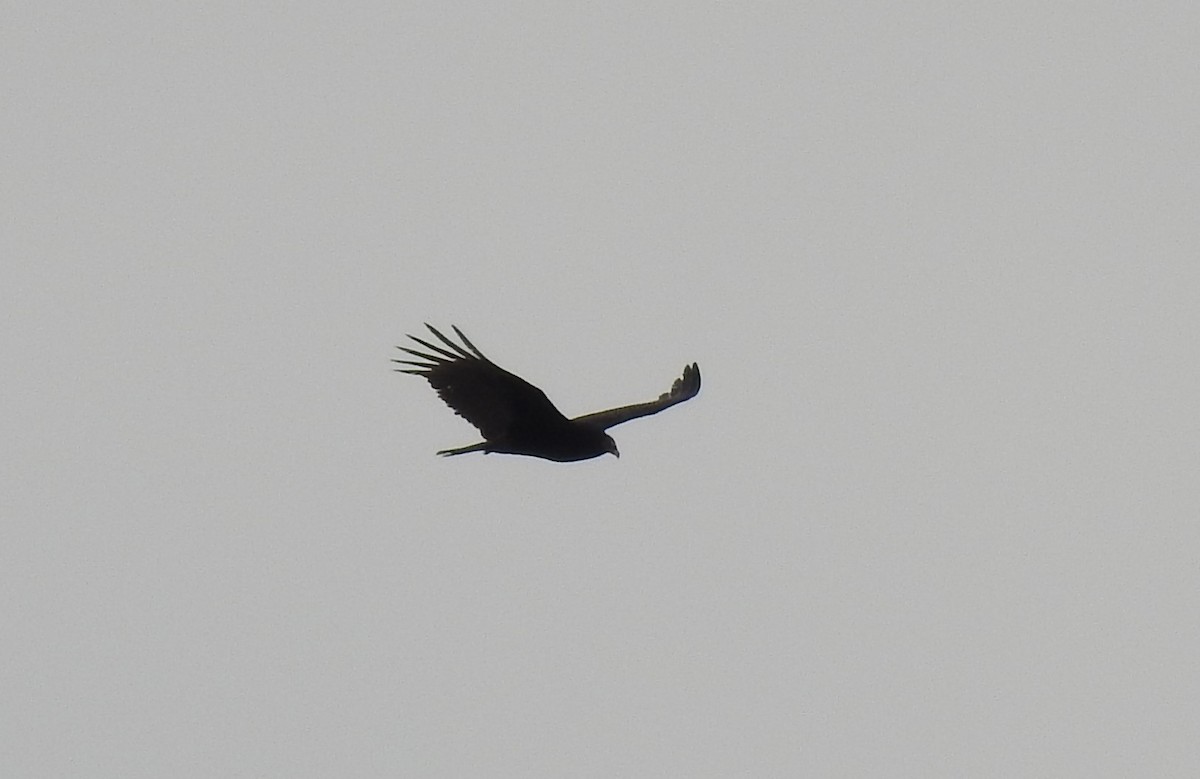 Turkey Vulture - ML616598129