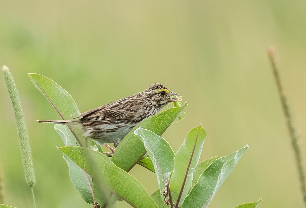 Savannah Sparrow - Sandy Podulka