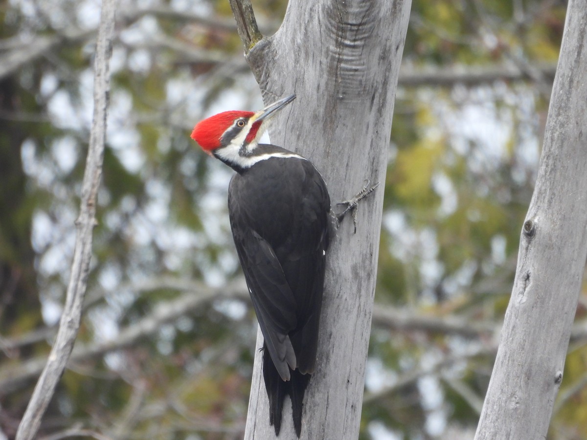 Pileated Woodpecker - ML616598330