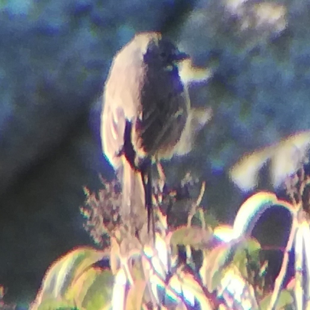Bell's Sparrow - ML616598353