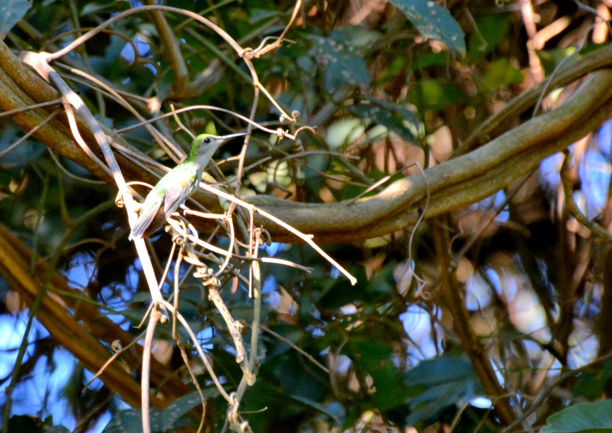 Fork-tailed Woodnymph - Julio Cesar Filipino
