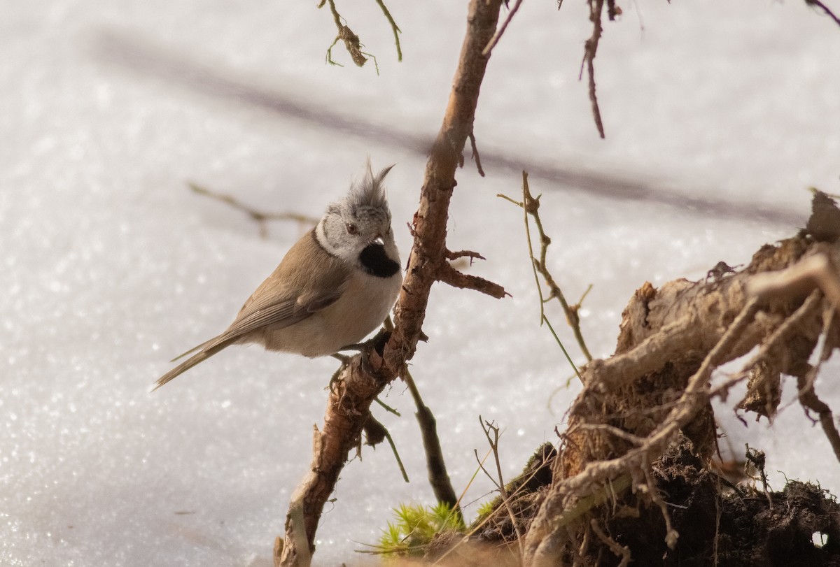 Crested Tit - ML616598412