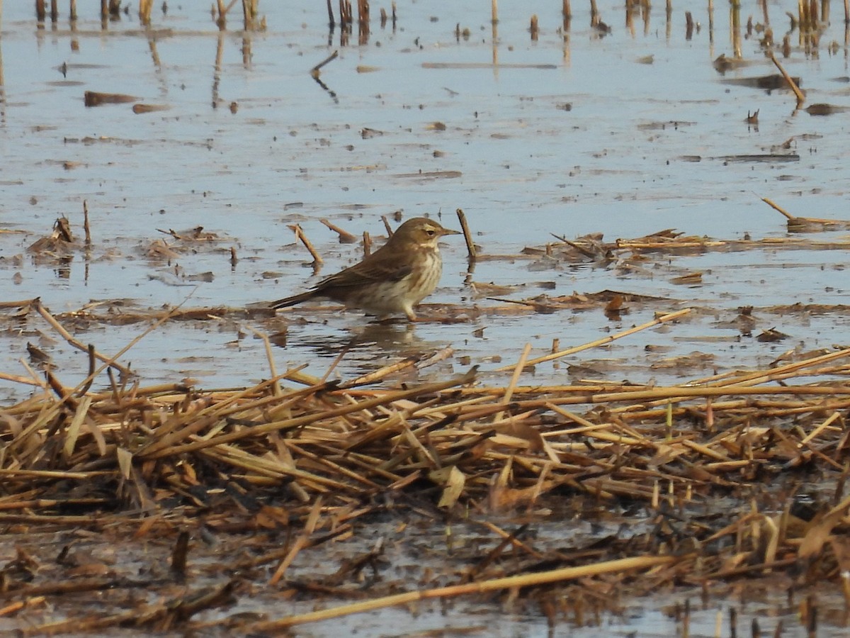 Water Pipit - ML616598469