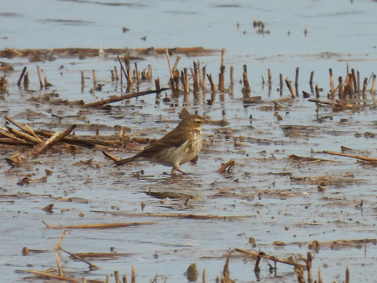 Water Pipit - ML616598470