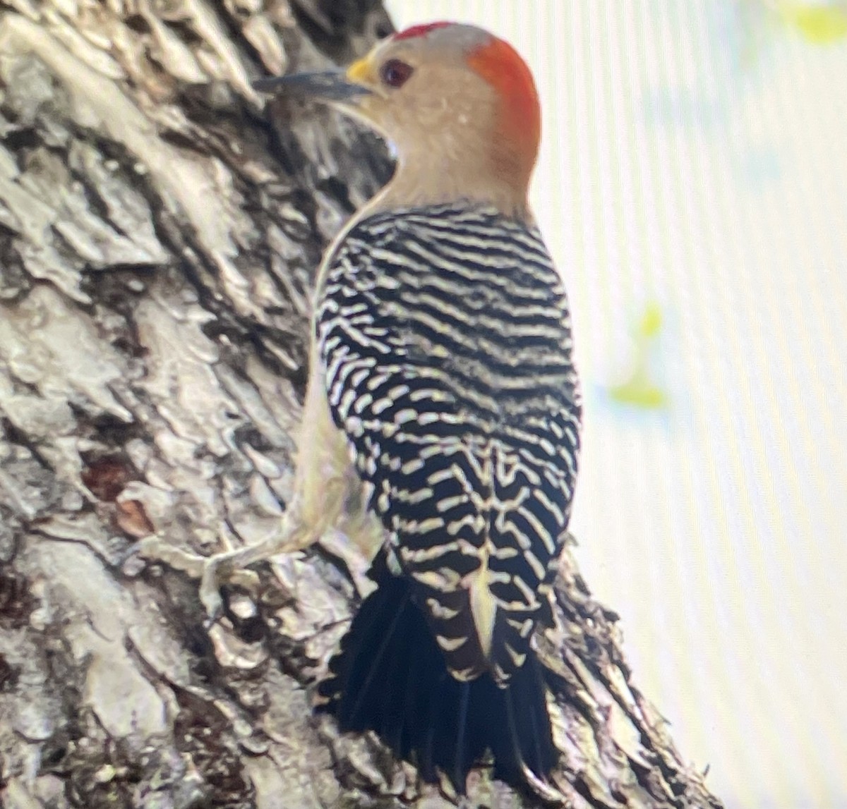 Golden-fronted Woodpecker - ML616598510
