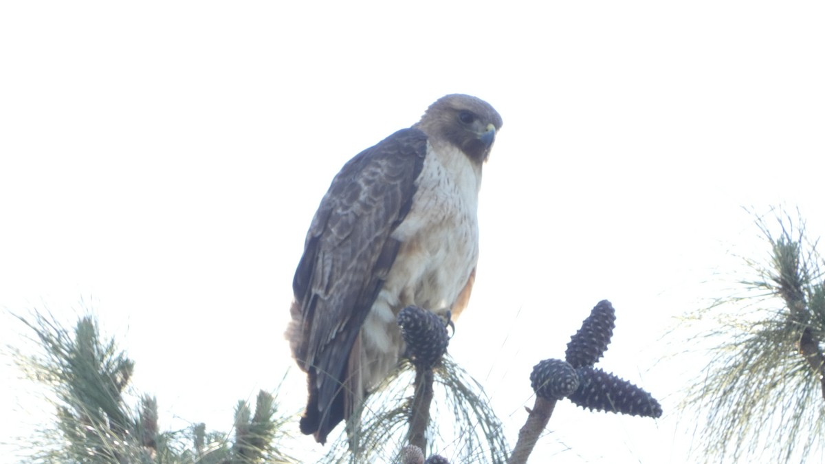 Red-tailed Hawk - Paul Clarke