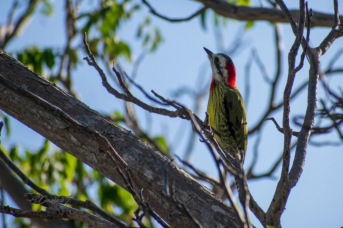 Cuban Green Woodpecker - ML616598523