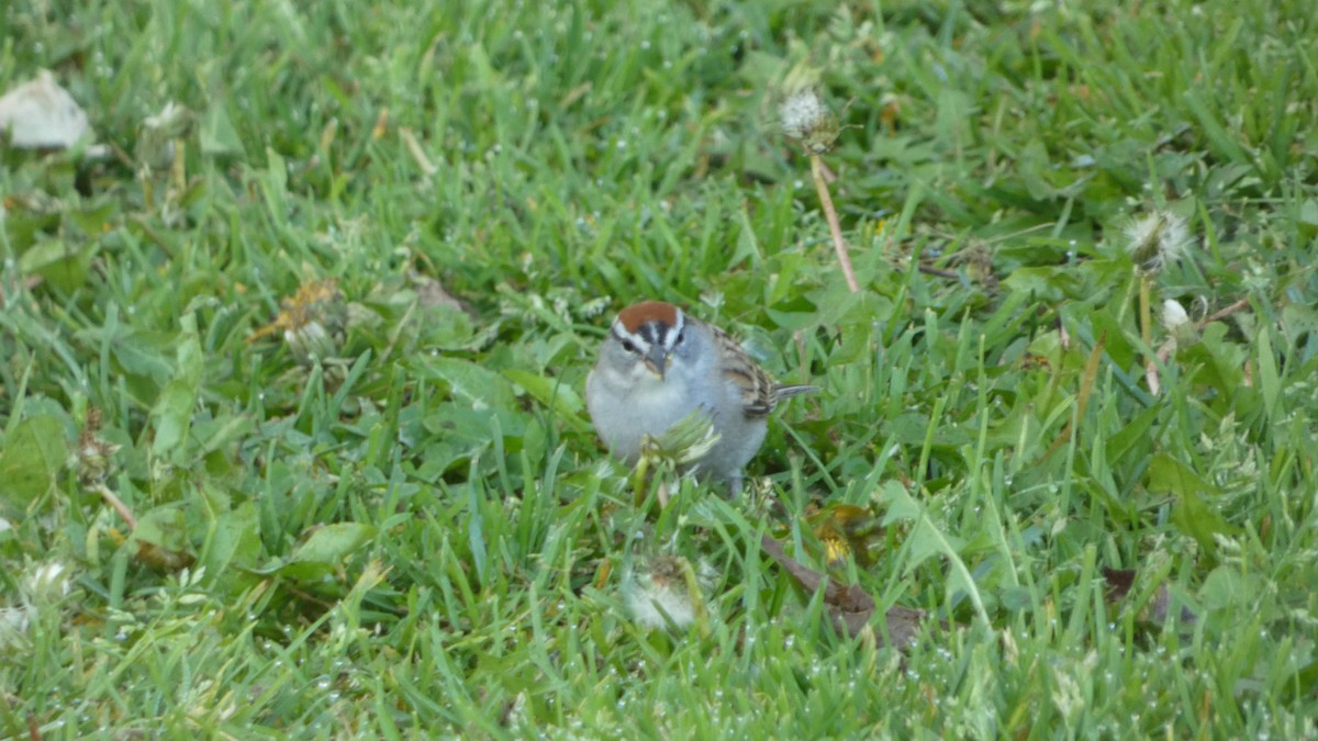 Chipping Sparrow - ML616598529