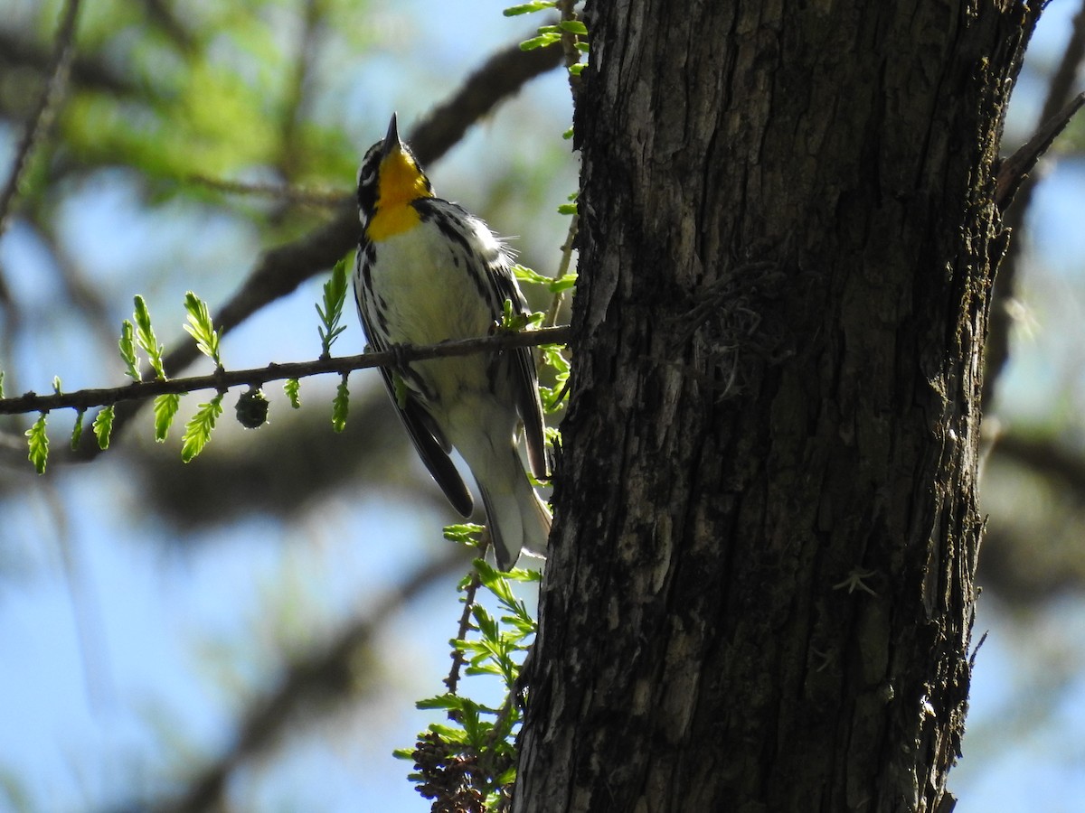 Yellow-throated Warbler - ML616598531