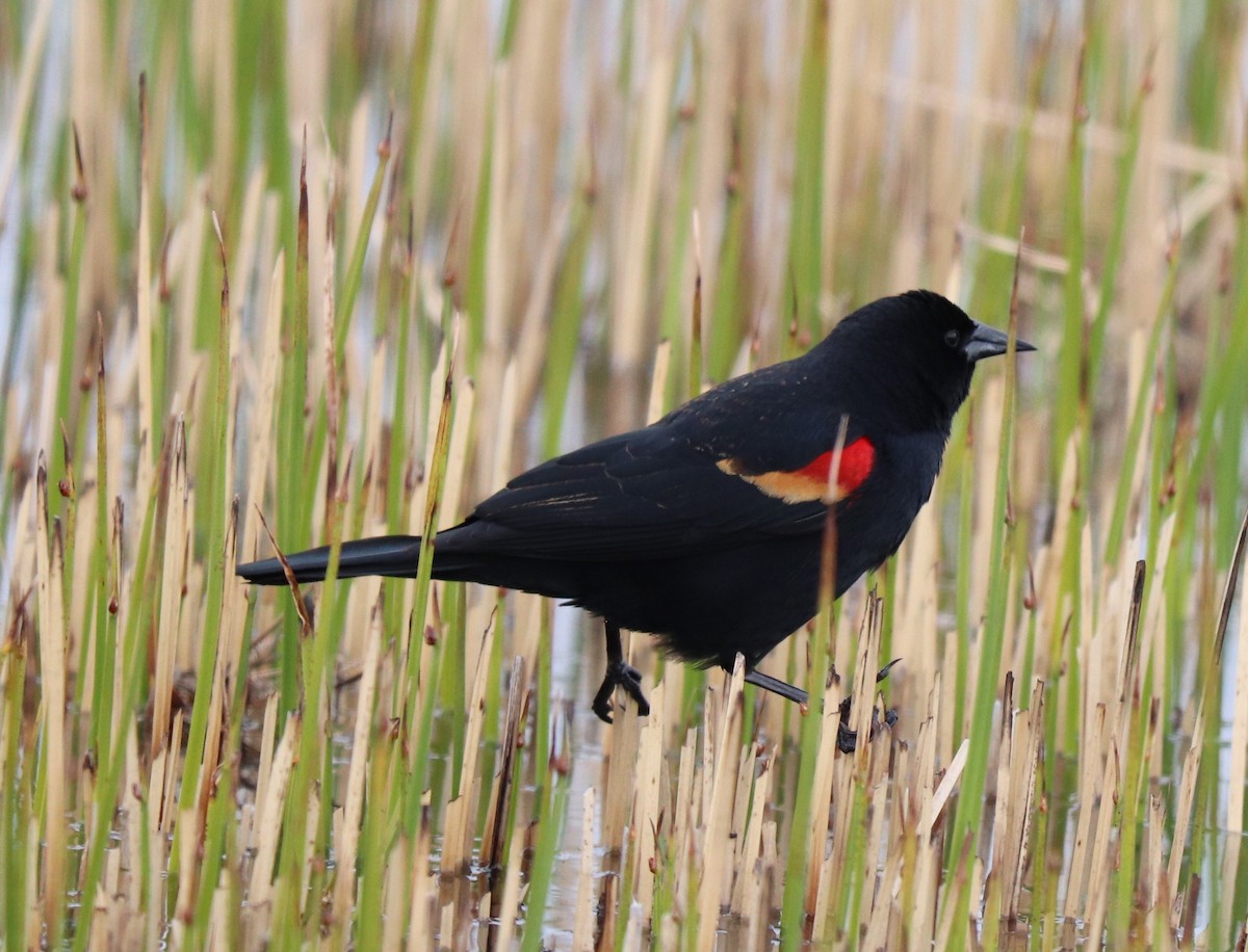Red-winged Blackbird - ML616598649