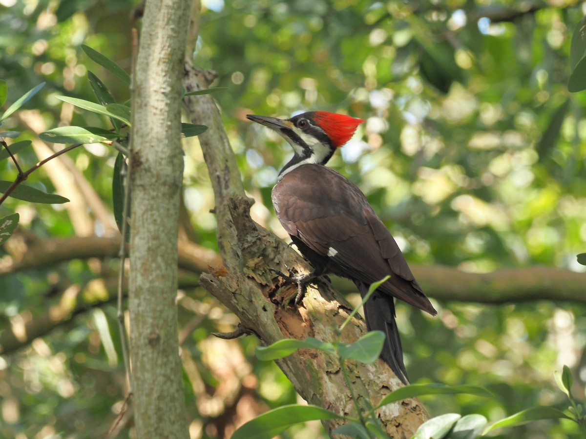 Pileated Woodpecker - John LeClaire