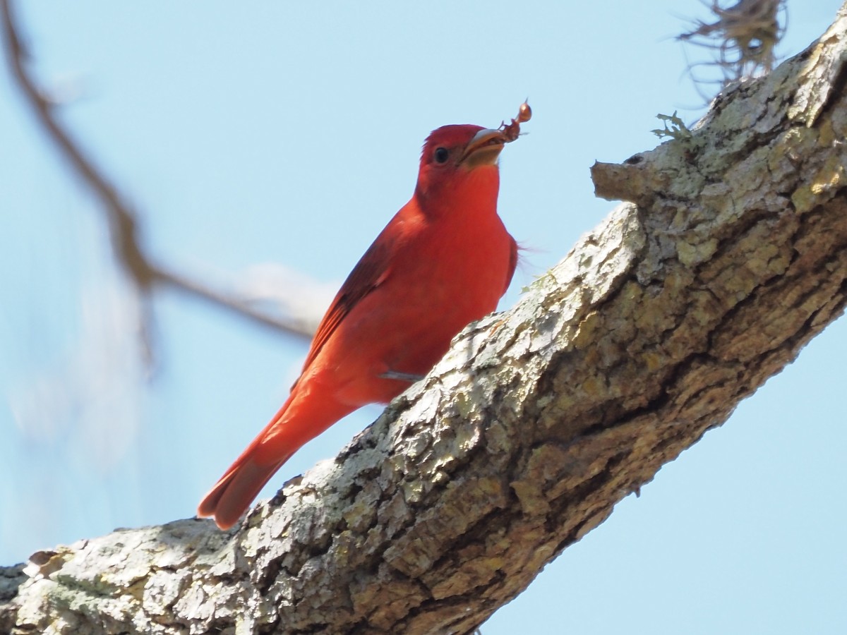 Summer Tanager - John LeClaire