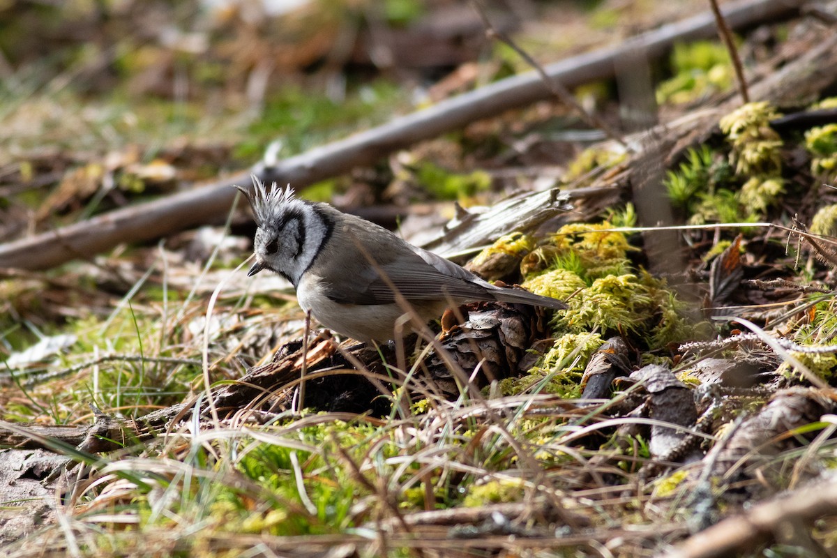 Crested Tit - ML616598814