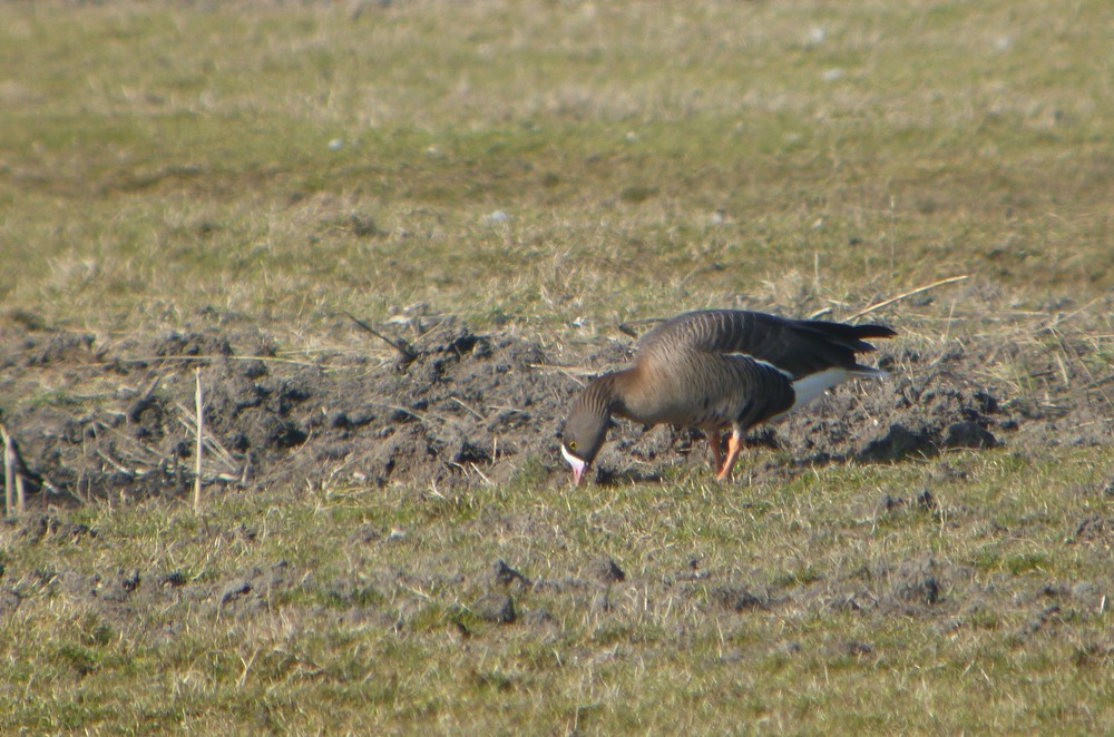 Lesser White-fronted Goose - ML616598823