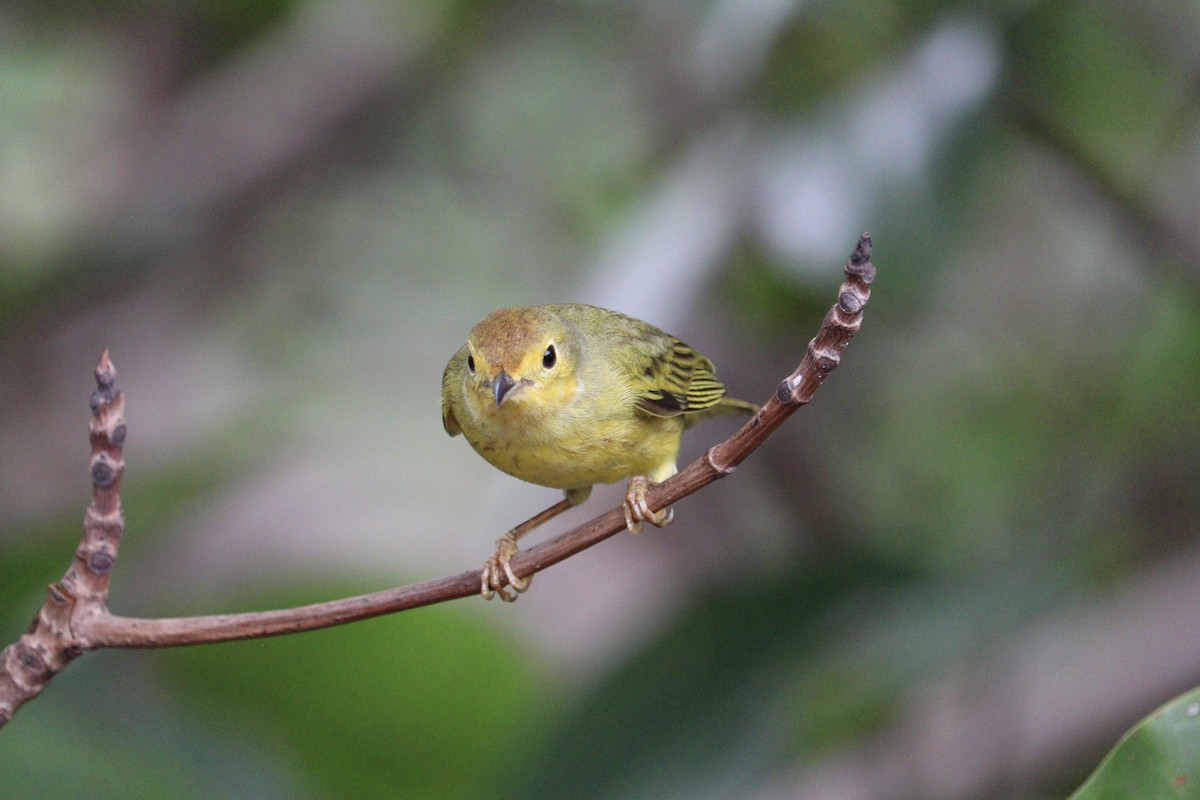 Yellow Warbler (Mangrove) - ML616598829