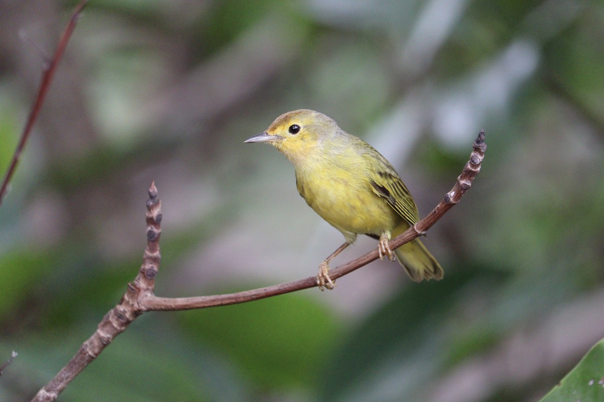 Yellow Warbler (Mangrove) - ML616598830