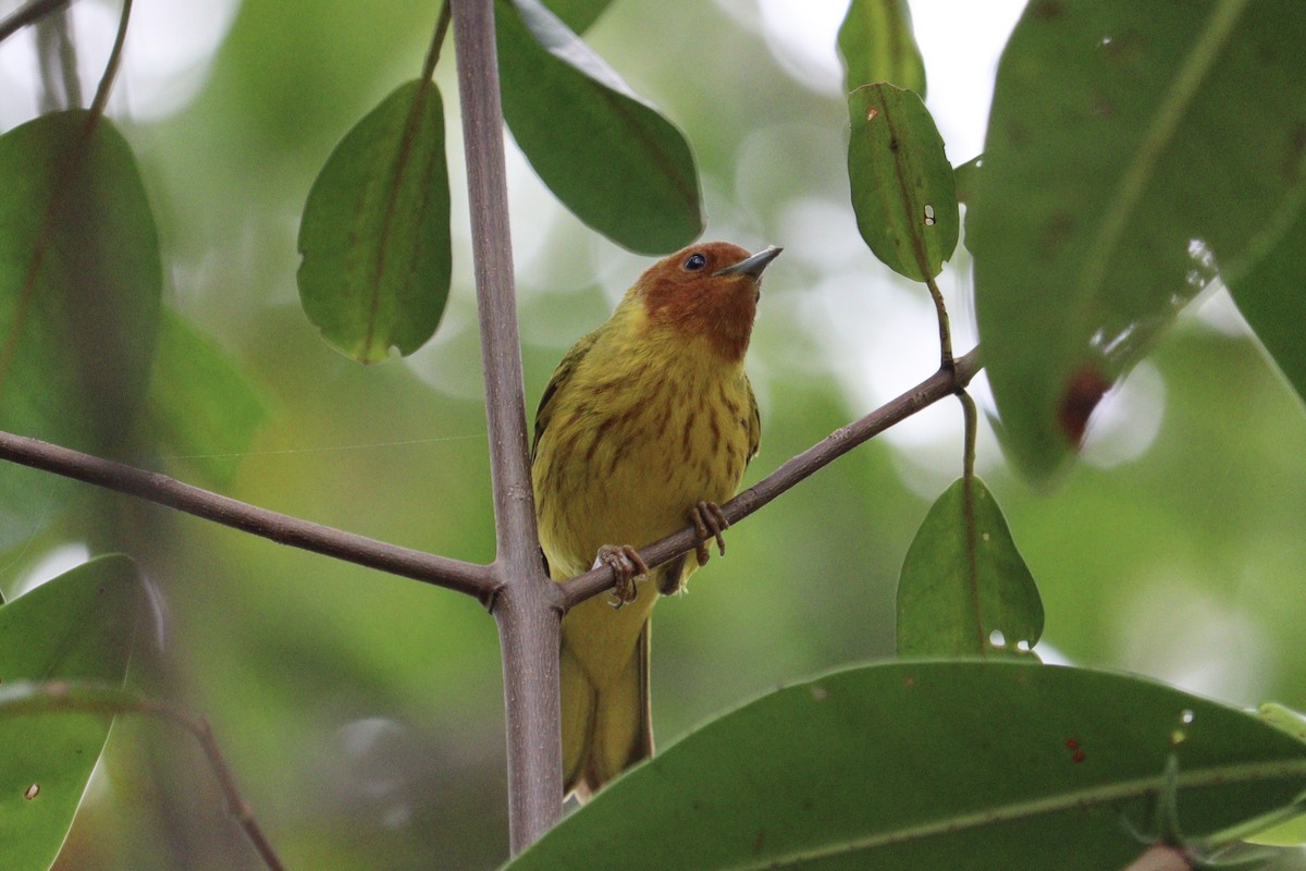 Yellow Warbler (Mangrove) - ML616598831