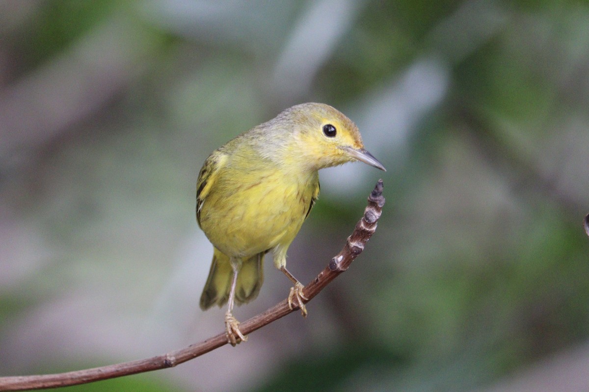 Yellow Warbler (Mangrove) - ML616598832