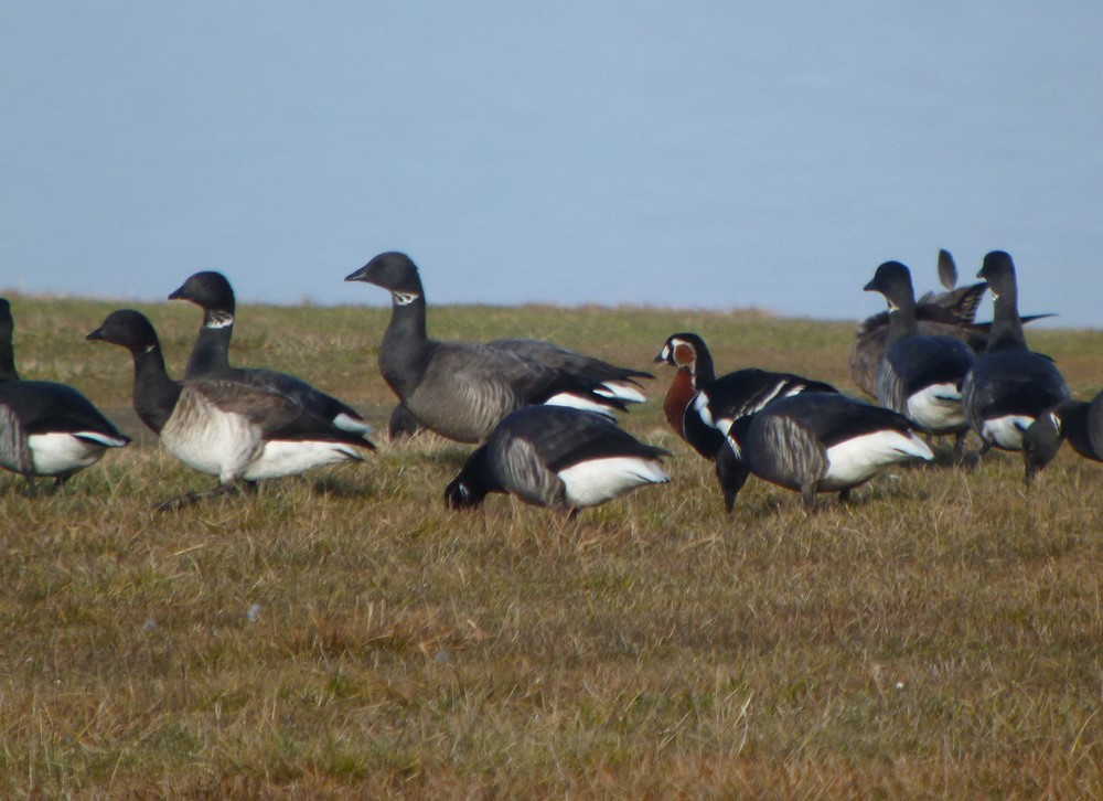 Red-breasted Goose - ML616598843