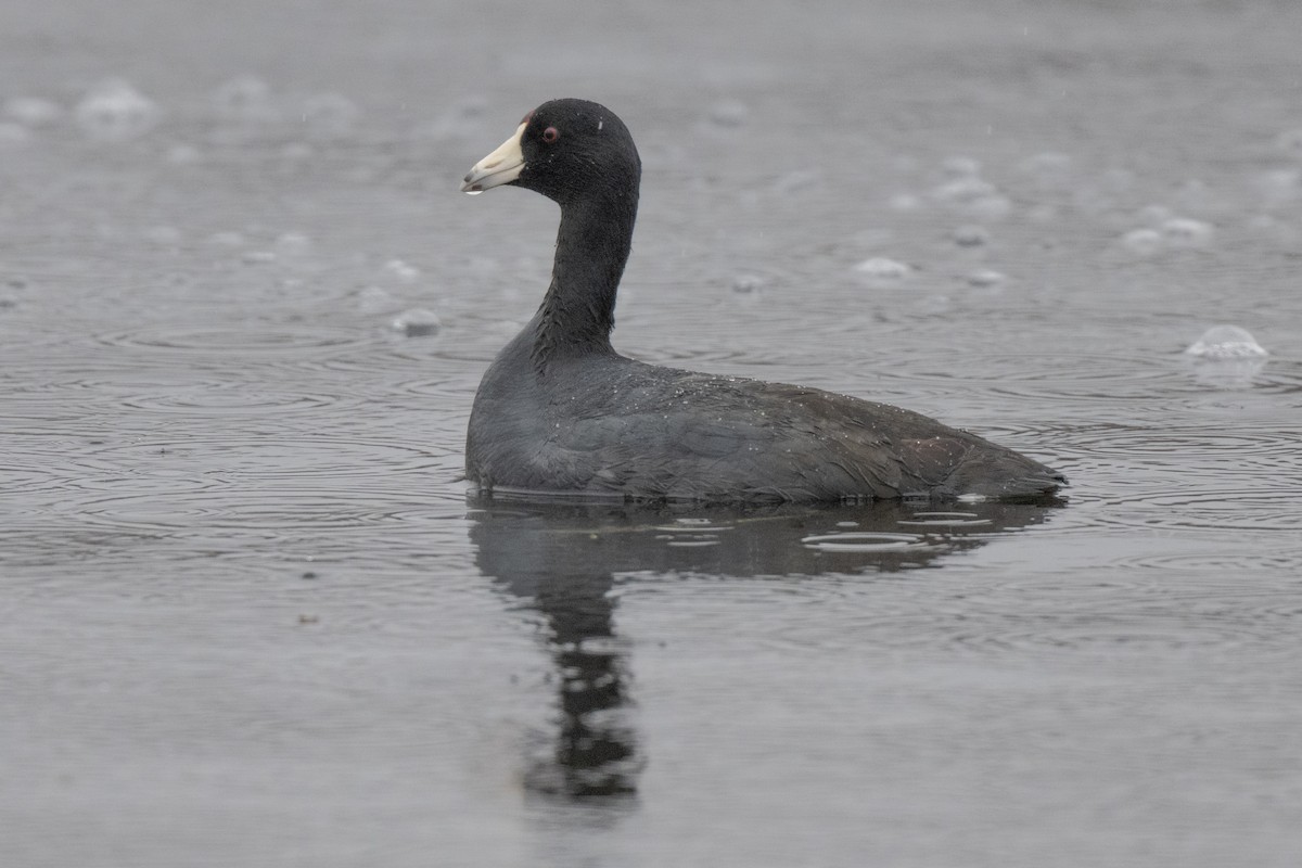 American Coot - Chuck Carney