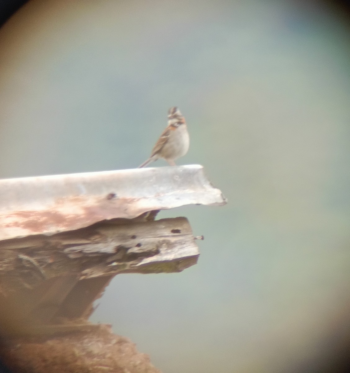 Rufous-collared Sparrow - Hendel Mateo