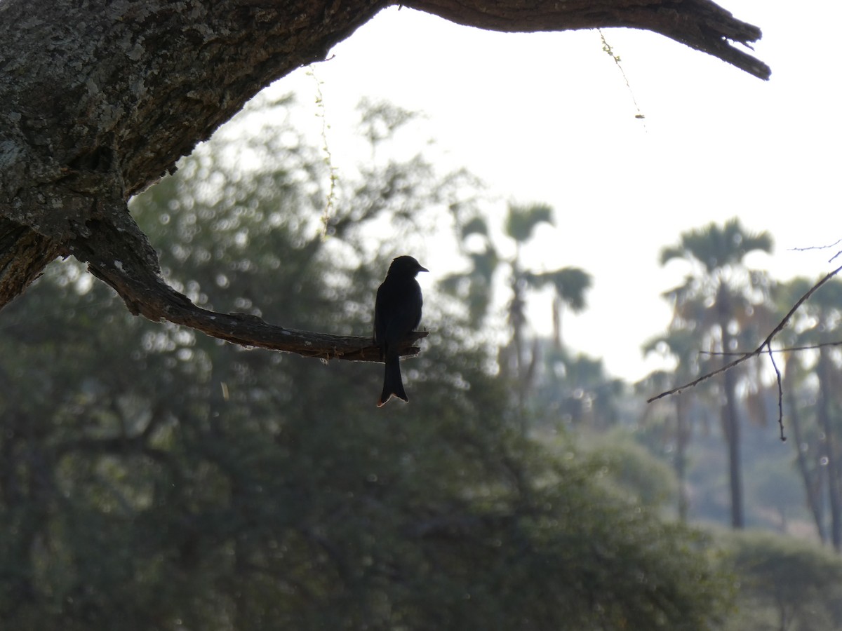 Fork-tailed Drongo - ML616598982